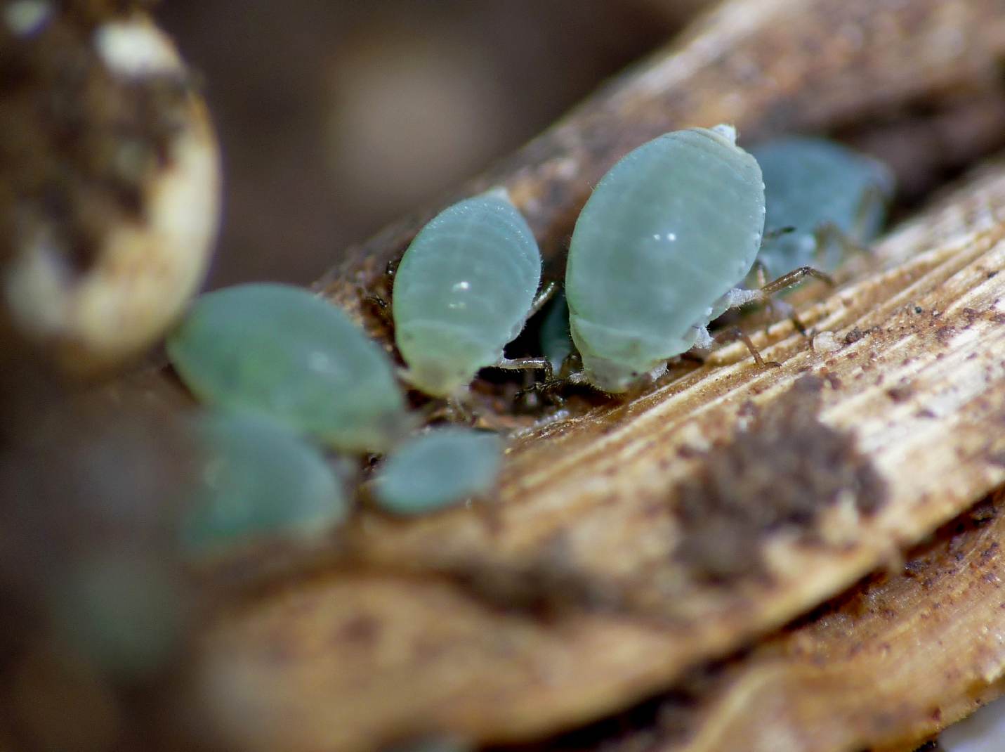 Forda formicaria, ospite formiche Aphaenogaster subterranea